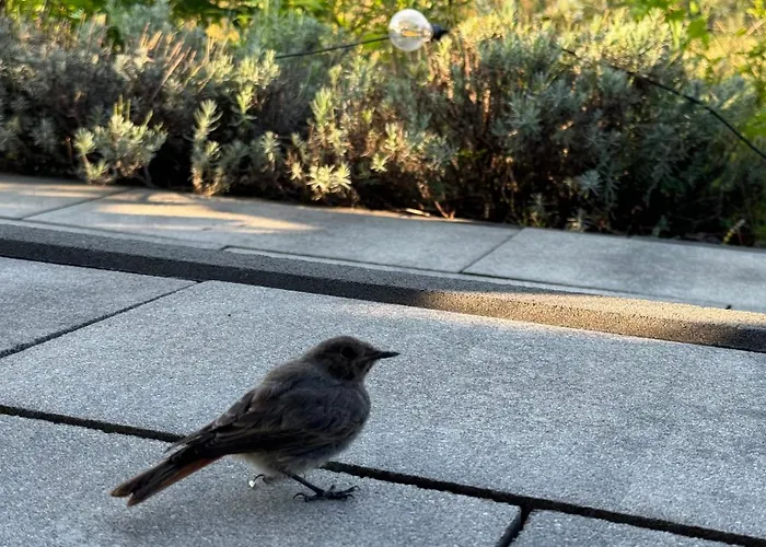 Zaczarowane Wzgorze - W Beskidach בית נופש